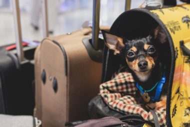 Dog in the airport hall before the flight, near luggage suitcase baggage, concept of travelling with pets, a small black dog sitting in the pet carrier before the trip at the terminal station