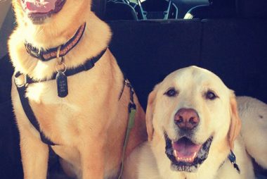dogs