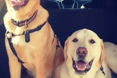 dogs